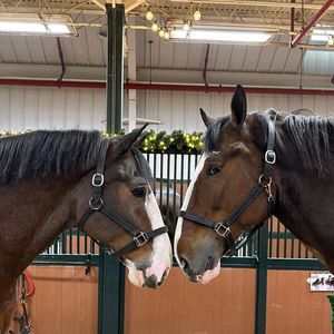 Image post by @WarmSpringsRanch on Facebook