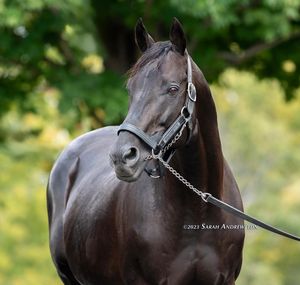 Image post by @thoroughbred_daily_news on Instagram