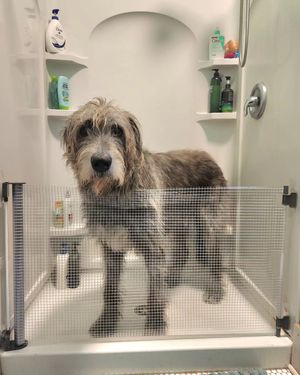 Image post by @thesavannahwolfhound on Instagram