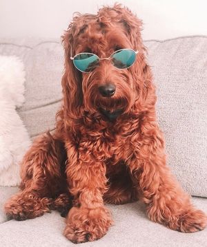Image post by @evolvepetfood on Instagram