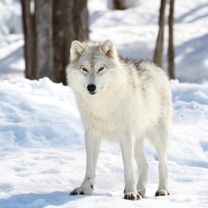 Image post by @animalplanet on Instagram