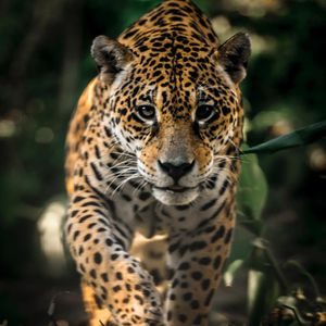 Image post by @animalplanet on Instagram