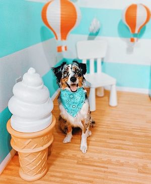 Image post by @evolvepetfood on Instagram