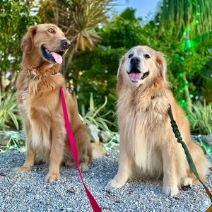 Image post by @thegoldenratio4 on Instagram