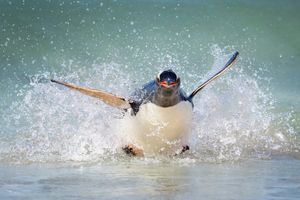 Image post by @AnimalPlanet on Twitter