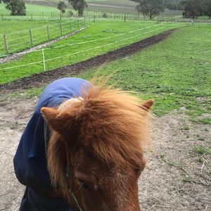 Image post by @snaffle_it on Instagram