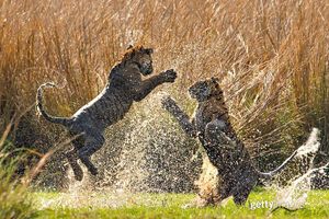 Image post by @gettyimages on Instagram