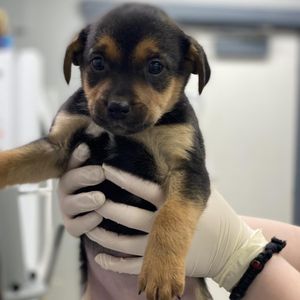 Image post by @spokhumanesoc on Instagram