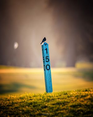 Image post by @pga on Instagram