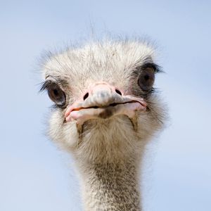 Image post by @animalplanet on Instagram