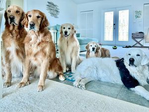 Image post by @thegoldenratio4 on Instagram