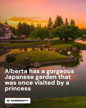 Image post by @curiocitycalgary on Instagram