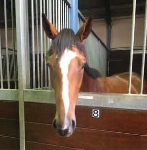 Image post by @australianturfclub on Instagram