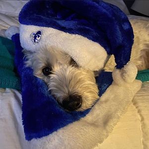 Image post by @setonhall on Instagram