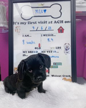 Image post by @achwalnutcreek on Instagram