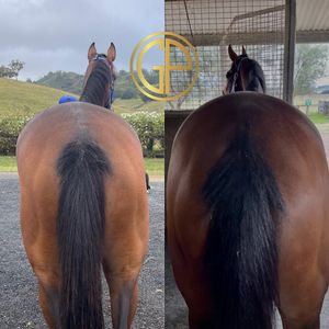 Image post by @gundyparkequine on Instagram