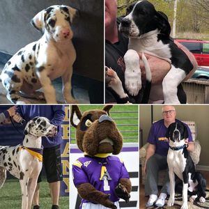 Image post by @ualbanyfootball on Instagram