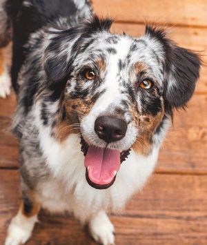 Image post by @evolvepetfood on Instagram