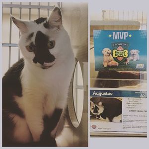 Image post by @animalplanet on Instagram