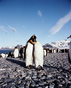 Image post by @Discovery on Twitter