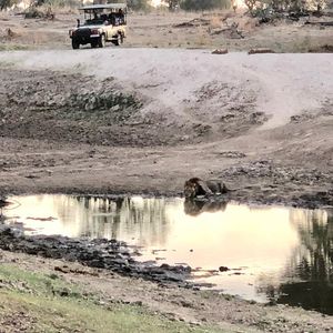 Image post by @chiawasafaris on Instagram