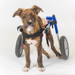 Image post by @walkinpets on Instagram