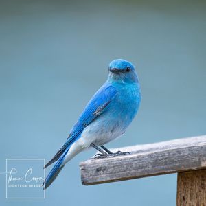 Image post by @lightboximages on Instagram