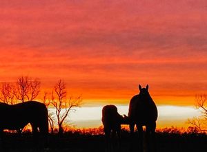 Image post by @spendthriftfarm on Instagram
