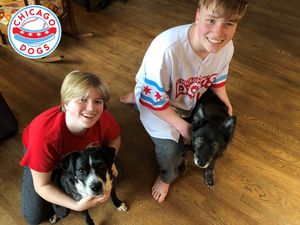 Image post by @thechicagodogs on Instagram