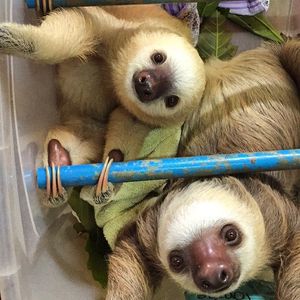 Image post by @animalplanet on Instagram
