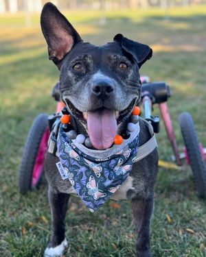 Image post by @walkinpets on Instagram