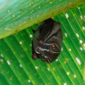 Image post by @animalplanet on Instagram