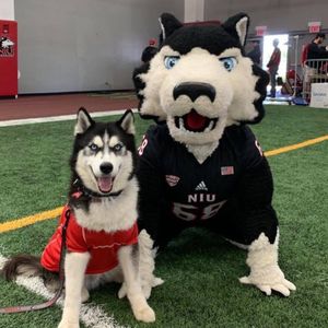Image post by @niuhuskies on Instagram