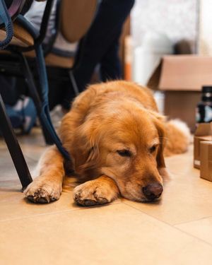 Image post by @ongondola on Instagram