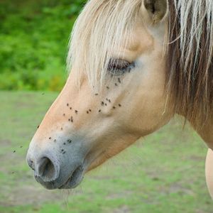 Image post by @equine_passion_online on Instagram