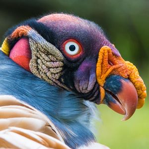 Image post by @animalplanet on Instagram