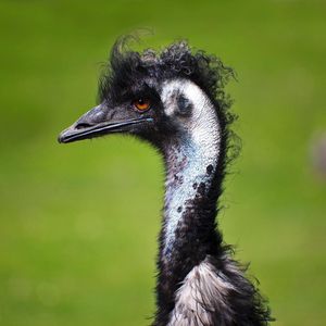 Image post by @animalplanet on Instagram