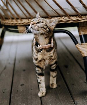 Image post by @triumphpetfood on Instagram