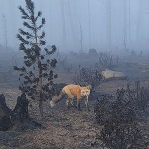 Image post by @foxweather on Instagram