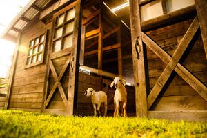 Image post by @EAMaddenNFL on Twitter