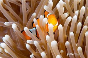 Image post by @gettyimages on Instagram