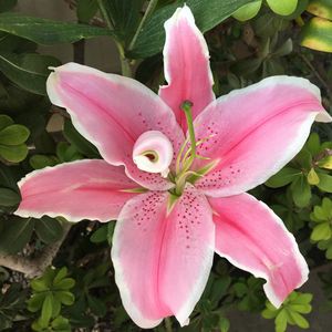 Image post by @bonita_flowers on Instagram