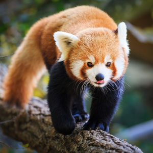 Image post by @animalplanet on Instagram