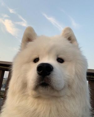Image post by @evolvepetfood on Instagram