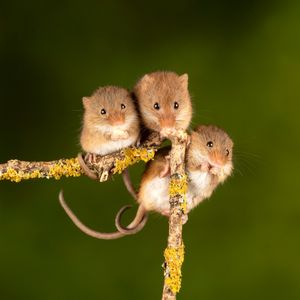 Image post by @AnimalPlanet on Twitter