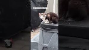 Video post by @accuweather on YouTube