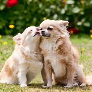 Image post by @animalplanet on Instagram