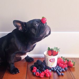 Image post by @jambajuice on Instagram