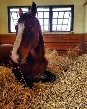 Image post by @thebloodhorse on Instagram