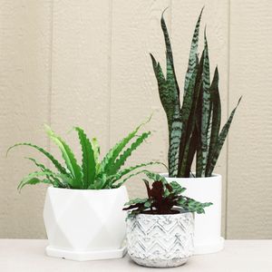 Image post by @shopbachmans on Instagram